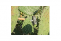 Prickly Pear Collector Seventh Depiction