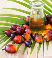 Palm Fruit - Palm Oil